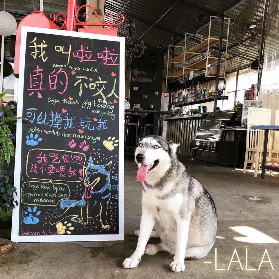 Cuddle up with cute fur babies at these cool pet cafés, cafe, cat cafe, cats, dog cafe, dogs, feature, food, foodie, pets, theHive.Asia