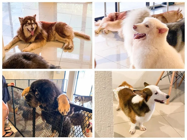 Cuddle up with cute fur babies at these cool pet cafés, cafe, cat cafe, cats, dog cafe, dogs, feature, food, foodie, pets, theHive.Asia